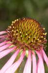 Wavyleaf purple coneflower